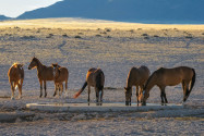 Wüstenpferde von Namibia am Garub-Wasserloch in der Nähe von Aus - © Grobler du Preez / Shutterstock