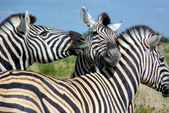 Bergzebras gehören zu den gefährdeten Arten im Etosha-Nationalpark von Namibia