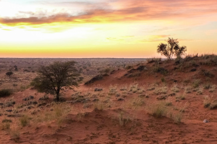 Blick in die Kalahari Sandwüste im Süden Namibias, kurz vor Sonnenaufgang