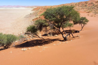 Blick von der Elimdüne nicht weit vom Parkeingang in Sossusvlei , die einen kleinen Vorgeschmack auf die spektakulären Dünen des Sossusvlei gibt, Namibia