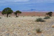 Der Namib-Naukluft-Nationalpark wurde im Jahr 1979 gegründet, nachdem die Fläche zwischen den Flüssen Kuiseb und Swakop bereits 1907 zum Wildreservat erklärt wurde, Namibia - © FRASHO / franks-travelbox