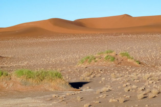 Der rote Sand ist immer wieder vom Dornengestrüpp der Nara-Pflanze bedeckt, Sossusvlei, Namibia