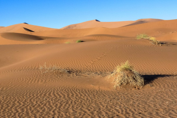 Der Wind bringt Feuchtigkeit des Meeres mit sich, wodurch das Eisen im Sand zu oxidieren beginnt und die für die Namib charakteristische rostrote Farbe entsteht, Sossusvlei, Namibia