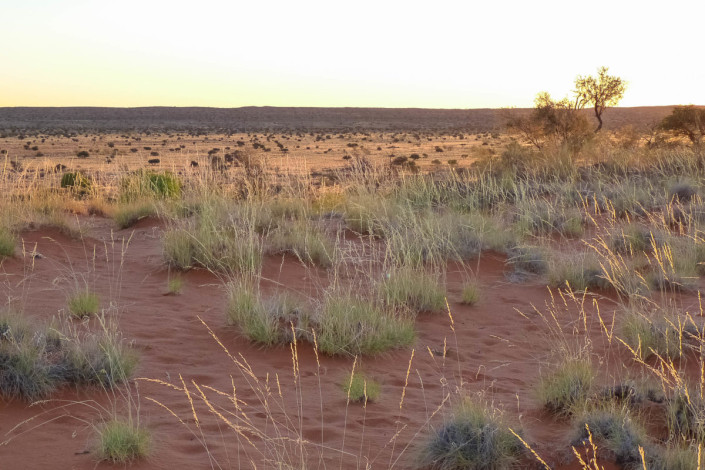 Die Kalahari erstreckt sich im Süden von Afrika über die Länder Südafrika, Namibia, Botswana und Angola und ist eine der größten Sandwüsten der Welt