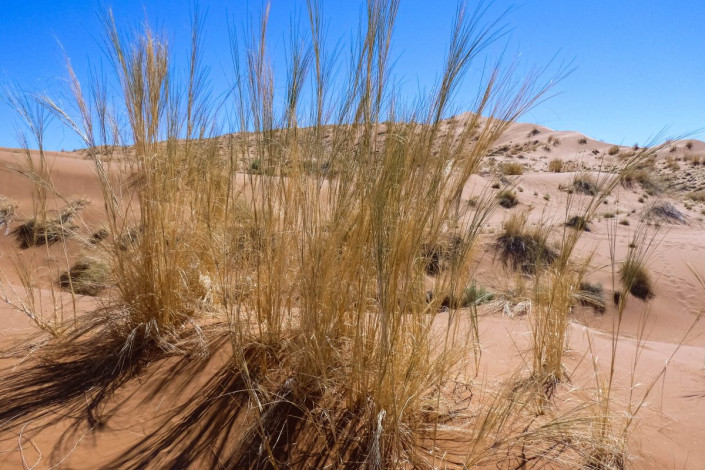 Die Wüste lebt - hin und wieder huschen Eidechsen, Insekten oder auch Schlangen durch den Sand Sossusvlei, Namibia