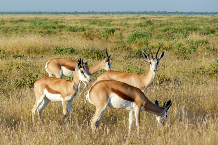 Eine Gruppe Gazellen grast in den weiten Ebenen des Etosha-Nationalparks im Nordwesten von Namibia
