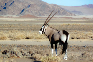 Eine Oryxantilope in den Sanddünen von Sossusvlei im Namib-Naukluft-Nationalpark in Namibia