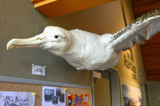 Das Royal Albatross Centre auf der Otago Halbinsel widmet sich der Erforschung der Albatrosse und bringt die herrlichen Tiere den Besuchern näher, Neuseeland