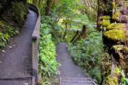  Der gesamte Pfad zum Purakaunui Wasserfall wird von einem Märchenwald aus Steineiben und Silberbuchen gesäumt, Neuseeland  - © FRASHO / franks-travelbox