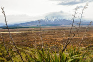 Der „Round the Mountain Track" im Tongariro Nationalpark in Neuseeland dauert 3-6 Tage und führt anspruchsvolle Wanderer rund um den 2.800 Meter hohen Ruapehu - © FRASHO / franks-travelbox