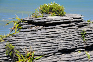 Die Pancake Rocks eignen sich hervorragend für einen kurzen Zwischenstopp, wenn man keine Zeit hat, den gesamten Nationalpark zu erforschen, Neuseeland - © ezk / franks-travelbox