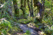 Ein kurzer Fußweg durch dichten Wald führt zu den auf rund 900 Metern gelegenen Dawson Falls im Mount Egmont Nationalpark, Neuseeland - © FRASHO / franks-travelbox