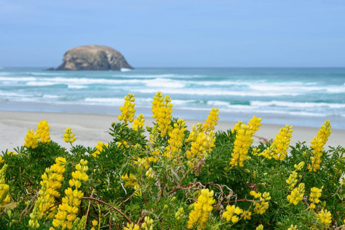 Kurz vor Portobello zweigt die Allans Beach Road von der Nordküste der Otago Halbinsel ins Insel-Innere ab, Neuseeland