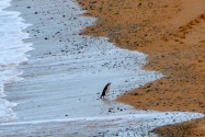1,5km südlich von Oamaru kehren an der Südküste von Neuseeland jeden Abend Gelbaugenpinguine zu ihren Nestern am Strand zurück  - © FRASHO / franks-travelbox