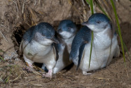Der allabendliche Marsch der Pinguine von Oamaru, Neuseeland, zählt zu den größten Touristenattraktionen der Umgebung - © JJ Harrison CC BY-SA3.0/Wiki