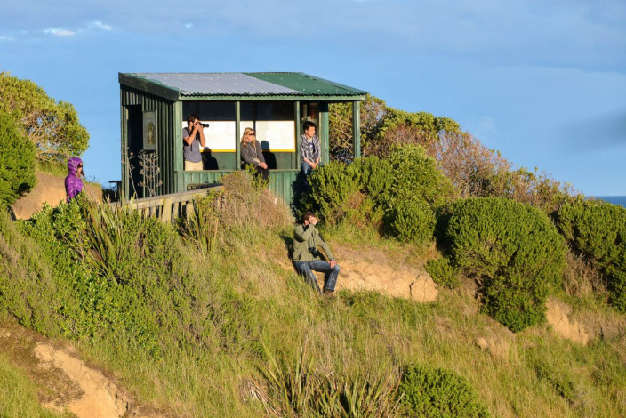 Eine überdachte Hütte hoch über der Bucht von Oamaru fungiert als kostenloser Beobachtungsposten für die Gelbaugenpinguine, Neuseeland