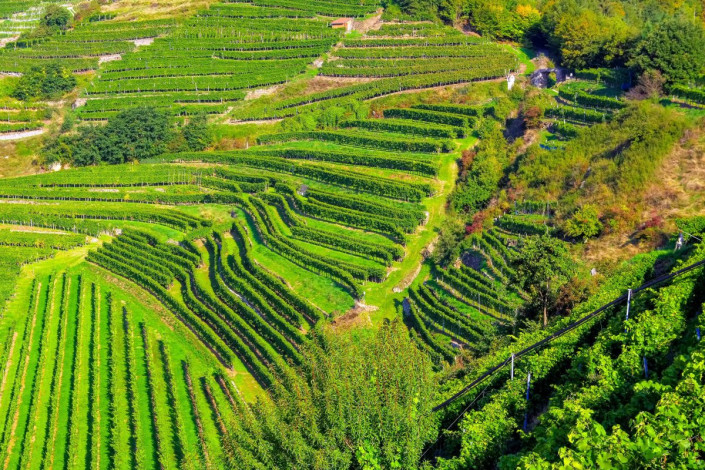 Das Donautal in der Wachau wurde bereits im Jahre 800 von den bayrischen und Salzburger Klöstern als Weinanbaugebiet genutzt, Österreich