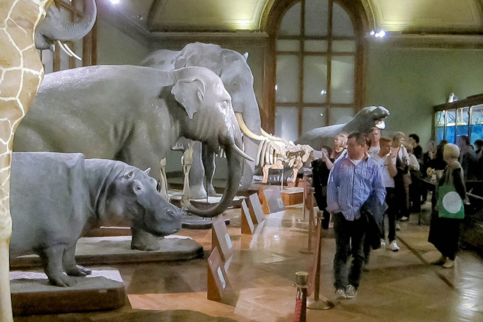Im 2011 neu gestalteten Sauriersaal lassen Skelette und täuschend echte Figuren die Dinosaurier wieder auferstehen, Naturhistorisches Museum, Wien, Österreich