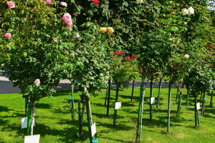 Im prachtvollen Rosengarten des Volksgartens gedeihen mehr als 3.000 Sträucher von über 200 verschiedenen Rosenarten, Wien, Österreich