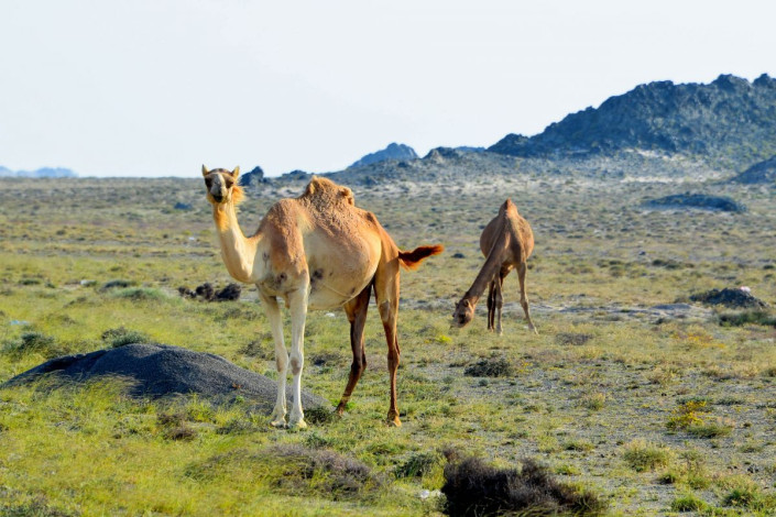 Auch auf der kaum bewohnten Insel Masirah vor der Küste des Oman trifft man auf die allgegenwärtigen Kamele