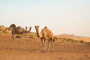 Die Kamele in der Wüste Ramlat al Wahiba wurden mittlerweile durch Geländewagen ersetzt, werden aber weiter gezüchtet und als Rennkamele und für Touristentouren eingesetzt, Oman