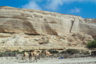 Kamele im Wadi Shuwaymiyah, Oman - © FRASHO / franks-travelbox