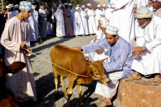 Der freitägliche Tiermarkt am Fuß der Festung von Nizwa zählt zu den größten Spektakeln im Oman