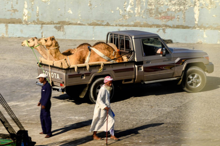 Sogar Kamele werden auf Pickups und Fähren auf die Insel Masirah transportiert, Oman