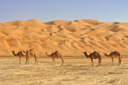 Sowohl Touristen als auch Omani durchstreifen die riesige Sandwüste Rub al-Khali auf dem Rücken von Dromedaren - © David Steele / Shutterstock