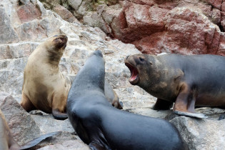 Beim Kampf um den besten Rastplatz kann es zwischen den Seelöwen der Islas Ballestas schon etwas ruppiger werden, Peru