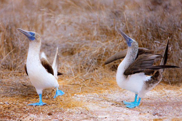 Ein Paar Blaufußtölpel auf den Islas Ballestas in Peru