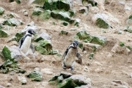 Mit etwas Glück erhascht man auf den Islas Ballestas vor der Südküste Perus sogar einen Blick auf die seltenen Humboldt-Pinguine, die zu den kleinsten Pinguinen der Welt zählen - © flog / franks-travelbox