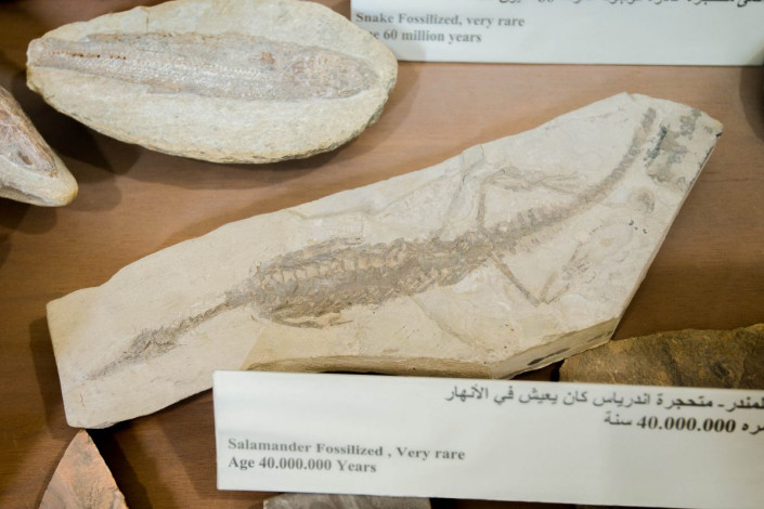 Fossil eines 40 Millionen Jahre alten Salamanders, Sheikh Fasal Museum, Katar / Qatar