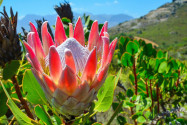 Die Königs-Protea wächst vor allem in der Cape Floral Region und ist die Wappenblume von Südafrika - © Bronwyn Mack / Shutterstock