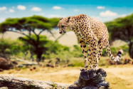 Ein majestätischer Gepard auf der Jagd im Serengeti Nationalpark in Tansania - © PHOTOCREO Michal Bednarek / Shutterstock
