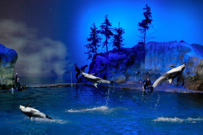Bei der Delfinshow erfährt das Publikum bei grandioser Licht- und Musikuntermalung, wie die Delfine und Seelöwen im Shedd Aquarium trainiert wurden, USA