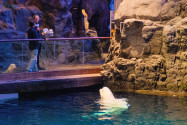 Das Shedd Aquarium in Chicago, USA, ist die größte überdachte Aquarium-Anlage der Welt - © James Camel / franks-travelbox