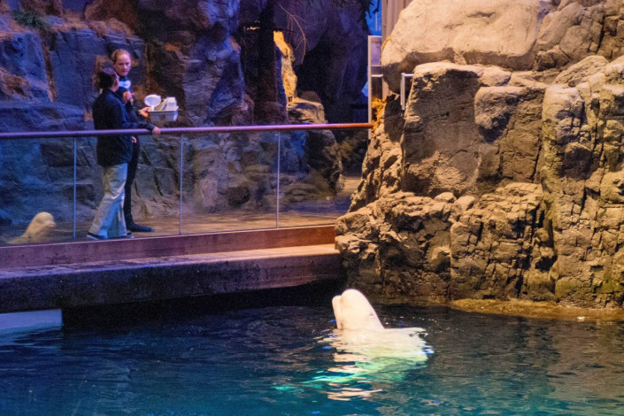 Das Shedd Aquarium in Chicago, USA, ist die größte überdachte Aquarium-Anlage der Welt