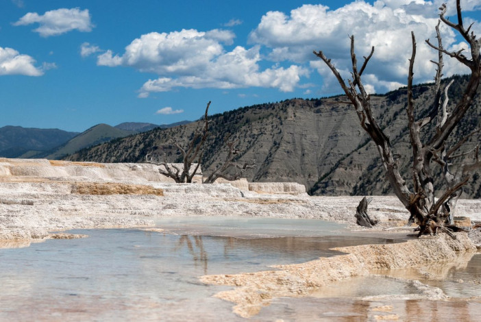 Das Wasser der heißen Quellen von Mammoth Hot Springs hat eine Temperatur von 70°C und lässt die Vegetation in seiner näheren Umgebung absterben, Yellowstone Nationalpark, USA