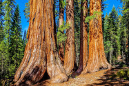 Die berühmten Wälder aus gigantischen Mammutbäumen, den Sequoias, im Mariposa Grove, Yosemite Nationalpark, Kalifornien, USA - © turtix / Shutterstock