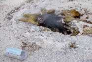 Jedes kleinste vulkanische Loch im Boden wurde im Yellowstone Nationalpark mit einem Namen versehen, USA - © James Camel / franks-travelbox.com
