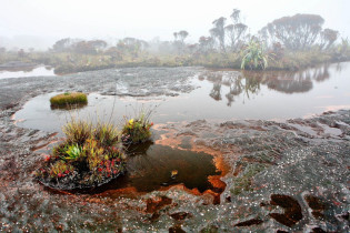 Trotz der nahezu täglichen Regenfälle sind die Hänge und Hochplateaus des Mount Roraima eher spärlich bewachsen