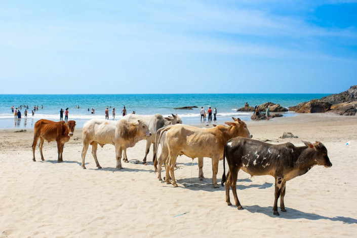 Kühe am tropischen Strand von Goa in Indien