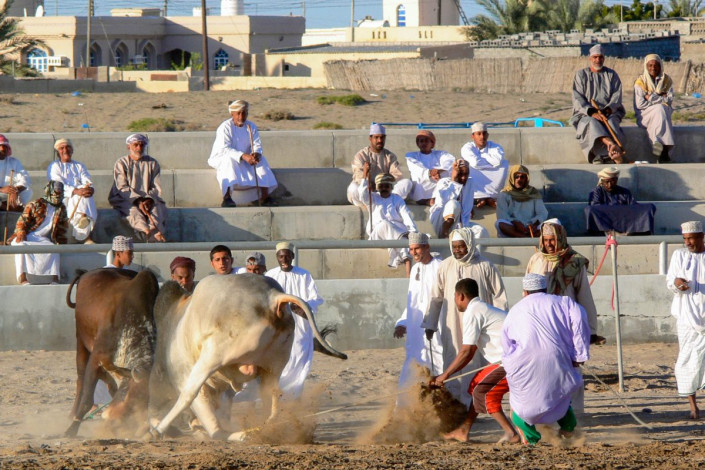 Die Stiere werden Nase an Nase aufeinander losgelassen und versuchen sich gegenseitig aus dem Weg zu schieben, Barka, Oman
