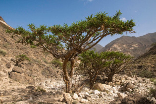 Das Wadi Dawkah im Süden Omans gilt seit der Antike als Herkunftsort des Weihrauchs