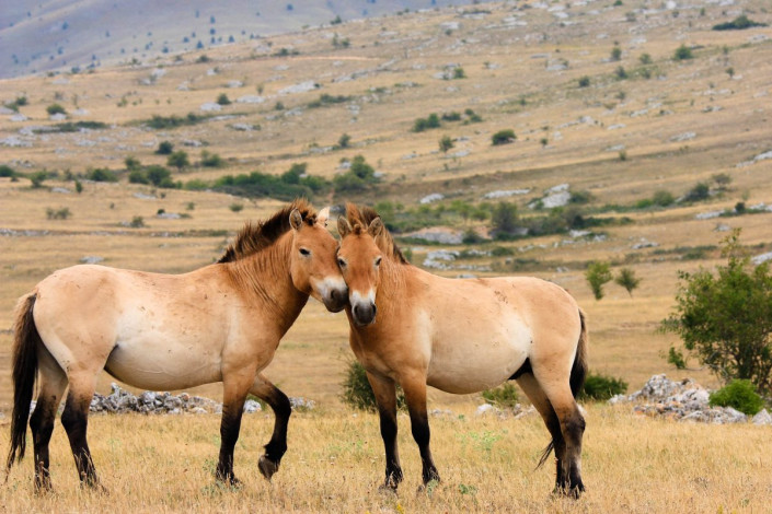 Anfang des 19. Jahrhunderts wurden aus der Wüste Gobi wilde Przewalski-Pferde, die Urform unserer heutigen Pferde, nach Askania Nowa gebracht und gezüchtet, Ukraine
