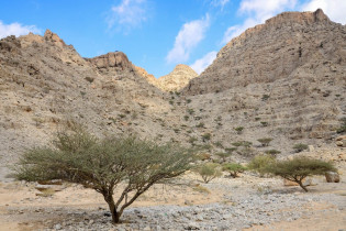 Trotz seines kargen ersten Eindrucks ist das Wadi al Bih im Emirat Ras al Khaimah Lebensraum zahlreicher Vögel, Geckos und sogar Kröten, VAE