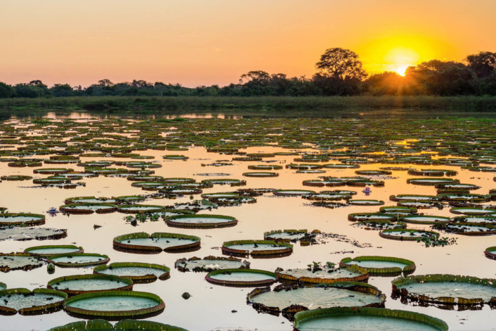Das Pantanal ist etwa so groß wie Deutschland und erstreckt sich über Brasilien, Bolivien und Paraguay