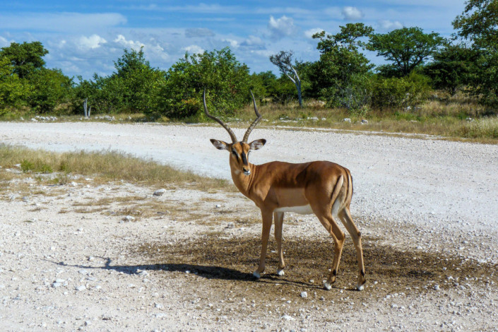 Impalas zählen im Etosha-Nationalpark, Namibia, zur bevorzugten Beute von Löwe, Leopard und Gepard