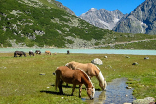 Pferde-Idylle am Rifflsee, dem höchst gelegenen See Österreichs, vor den zerklüfteten Gipfeln der Ötztaler Alpen
